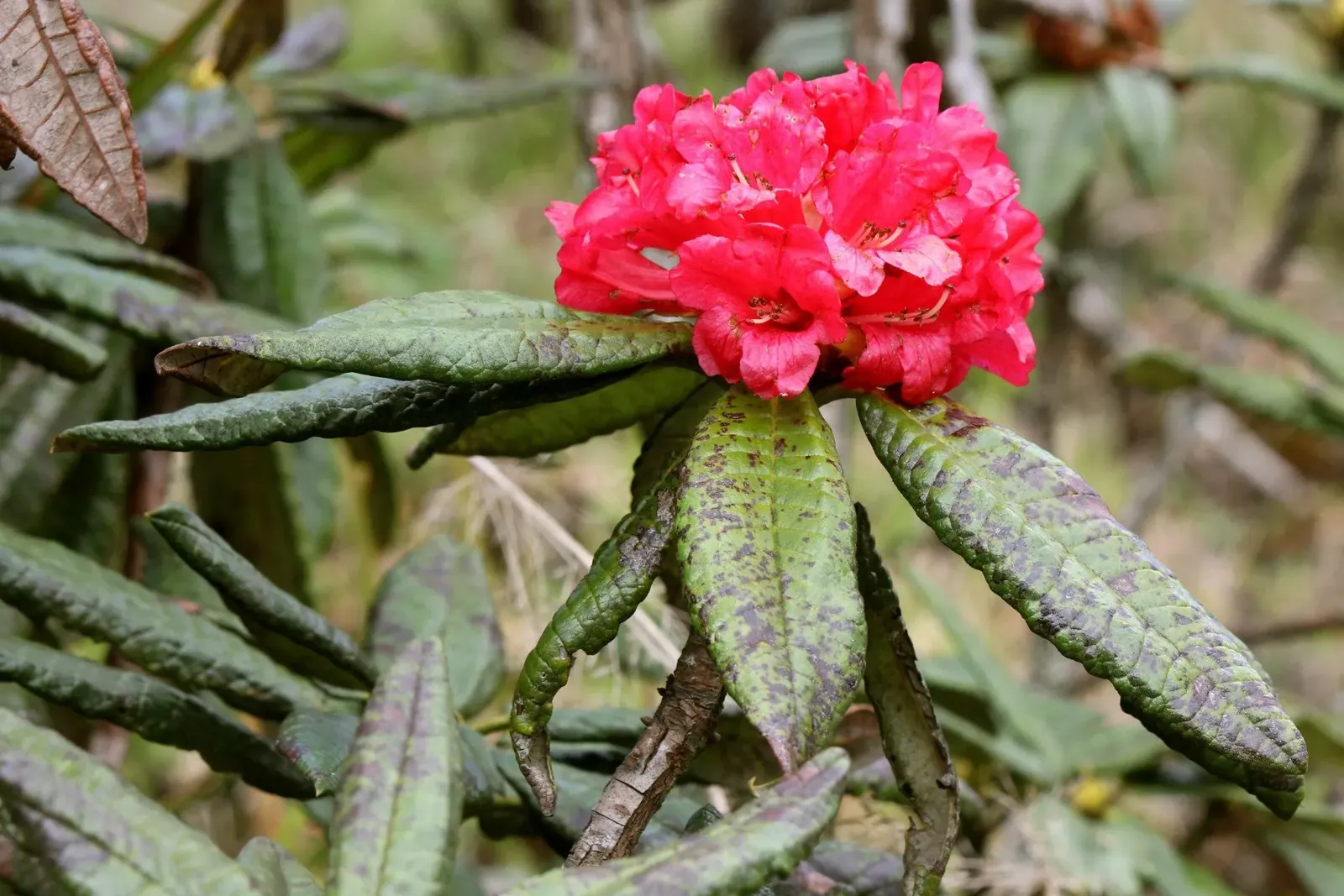 Rhododendron