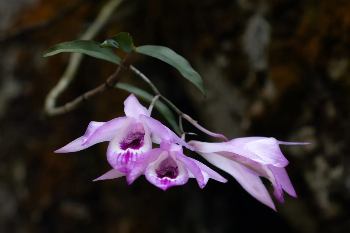 Wesak Orchid